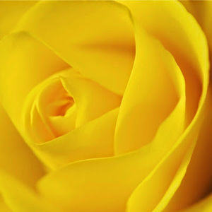 Meet your Posher, Treesa